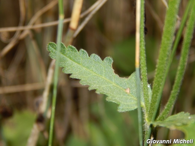 Betonica officinalis (=Stachys officinalis) / Betonica comune